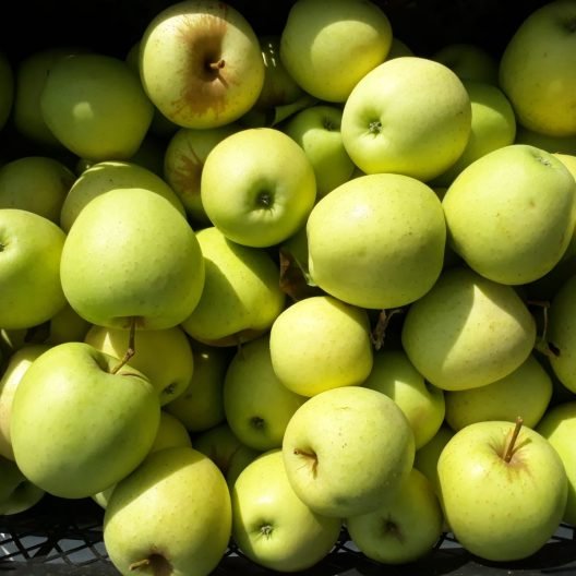 Bayramiç Elması (coğrafi işaretli elma) 1000 Gr