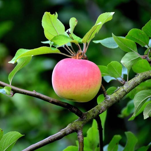 Apple Tree