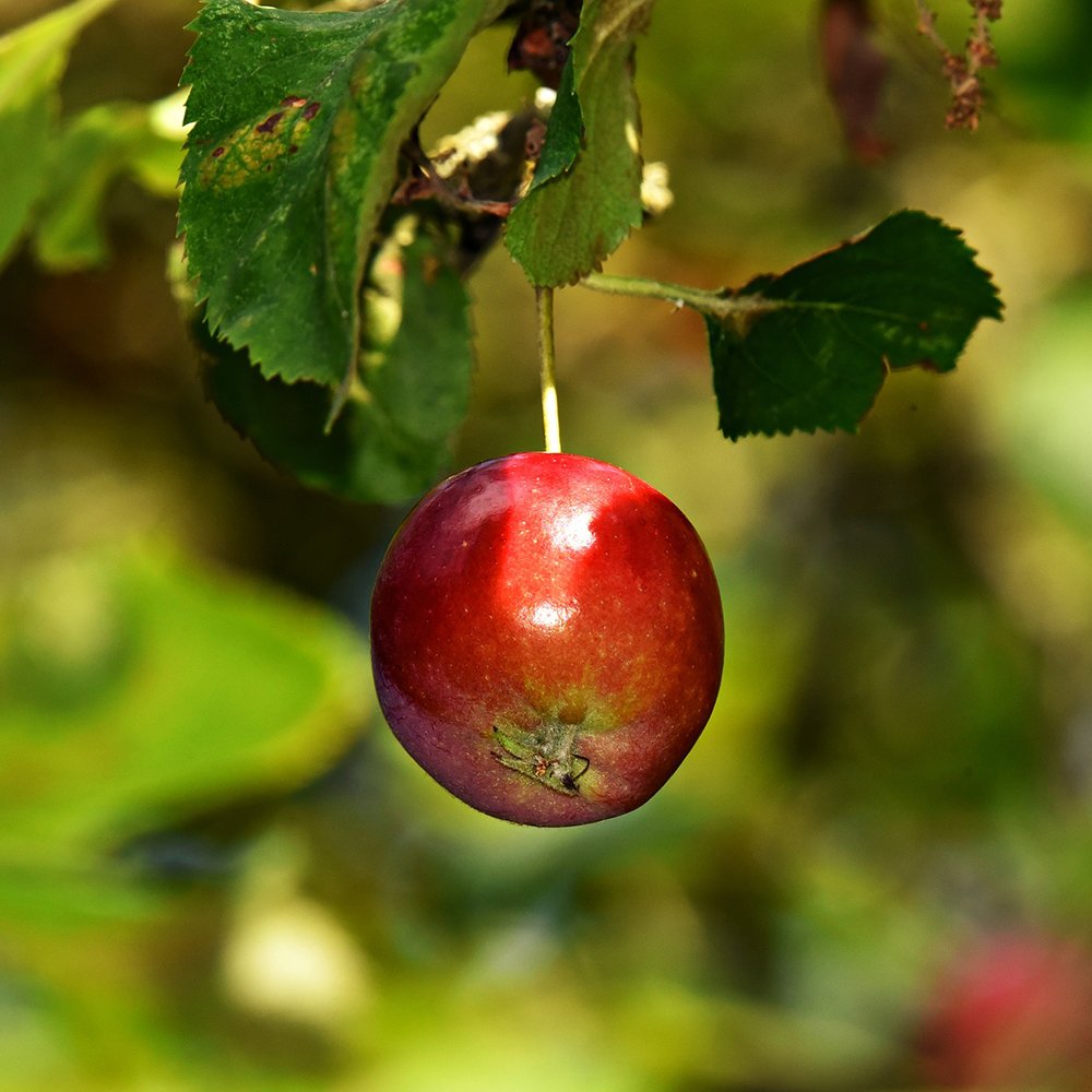 Apple Tree - Görsel 2
