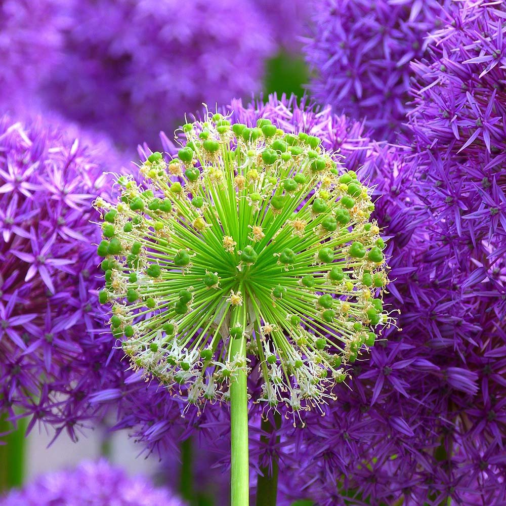 Blue Flower - Görsel 2