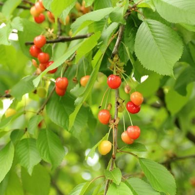 cherries-3397430_1920