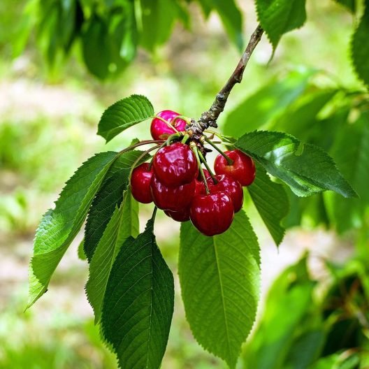 Cherry Tree