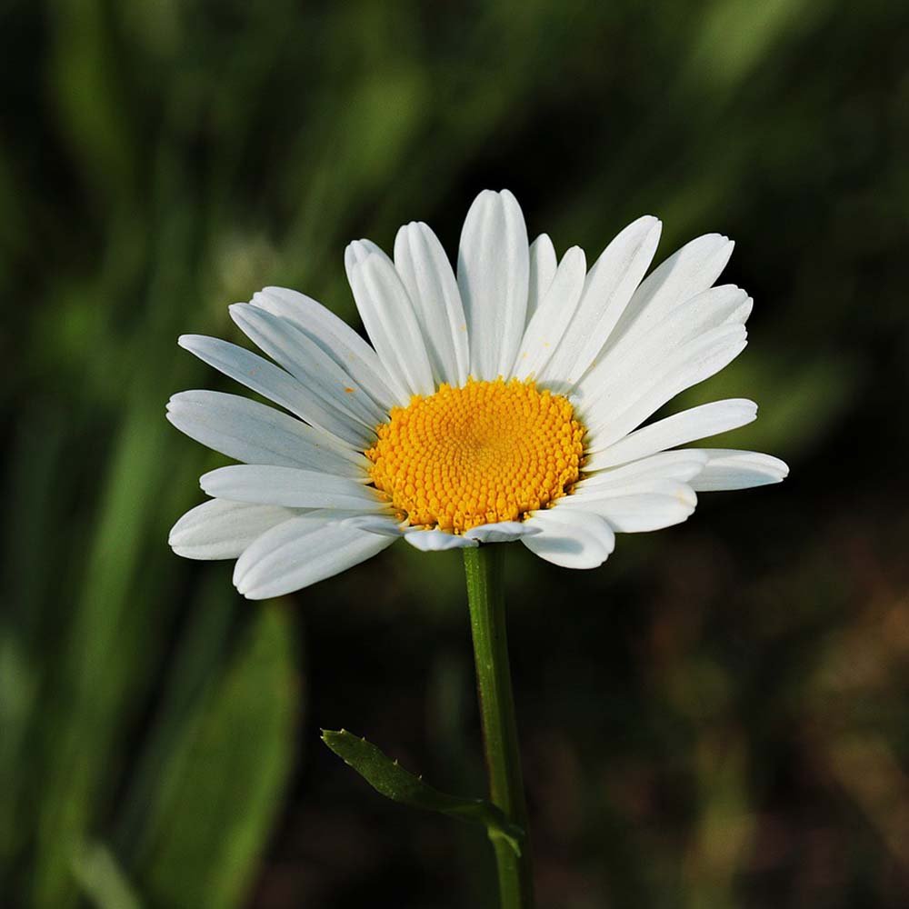 Physalis Tree - Görsel 4