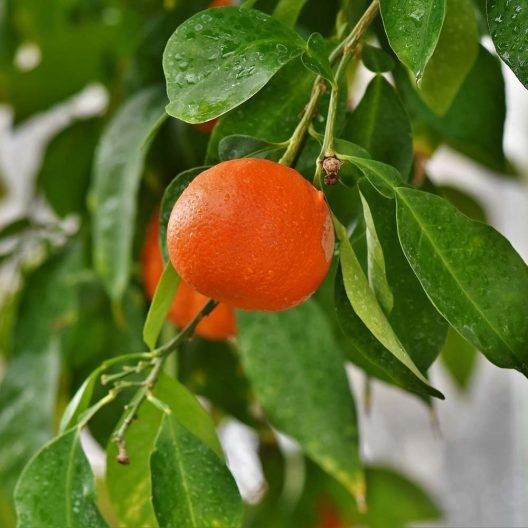 Orange Tree