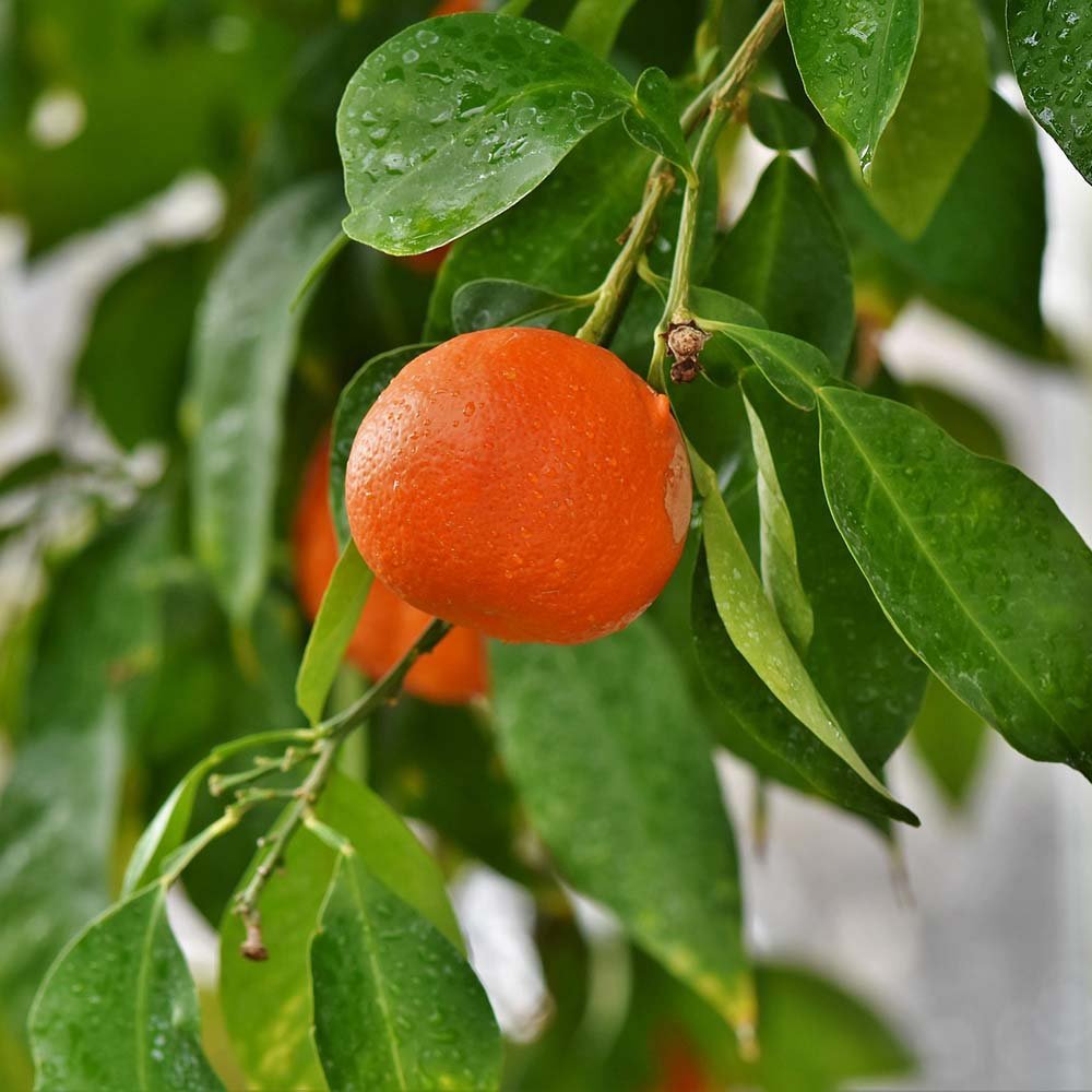 Apple Tree - Görsel 3