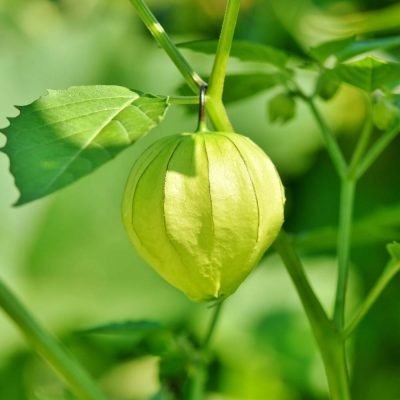 physalis-3585303_1920