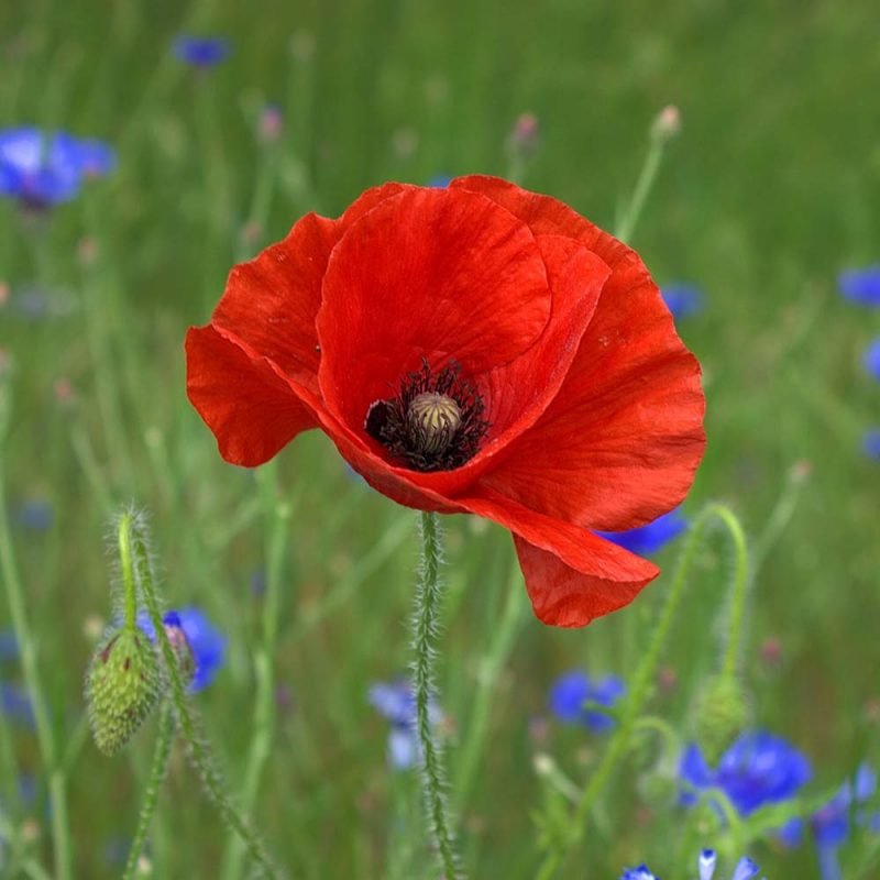 poppy-50590