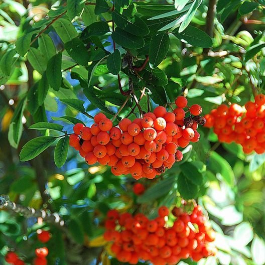 Rowan Tree