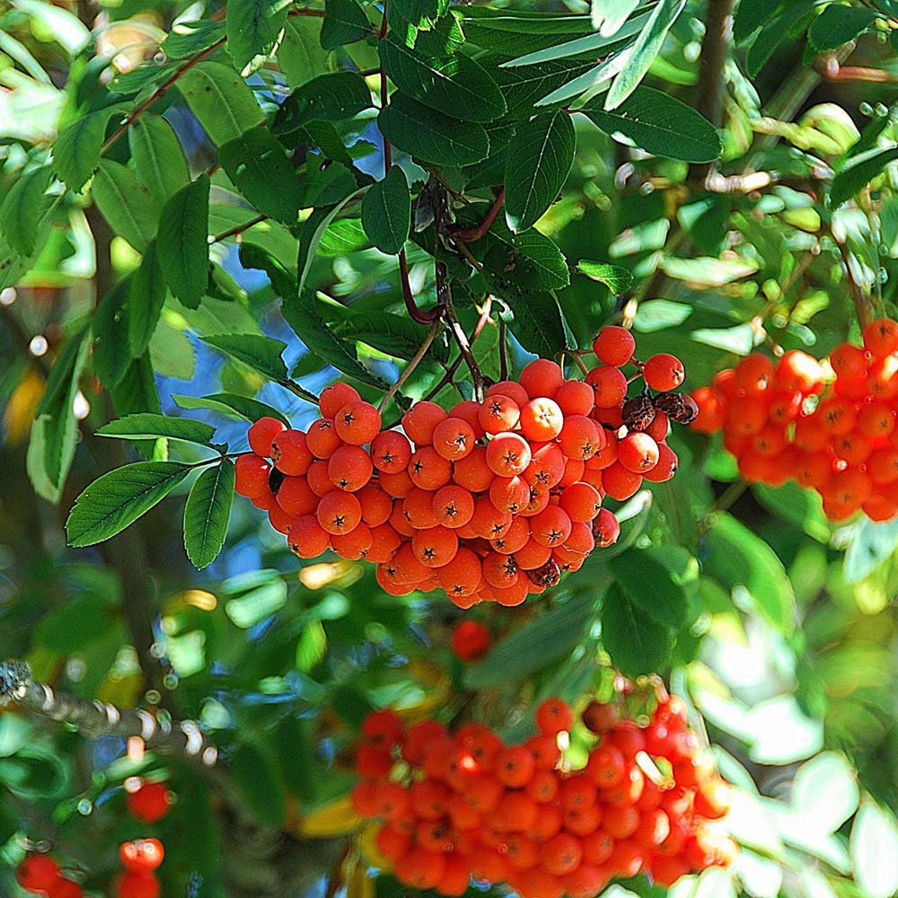 Rowan Tree