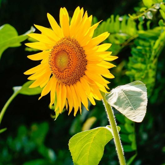 Sunflower