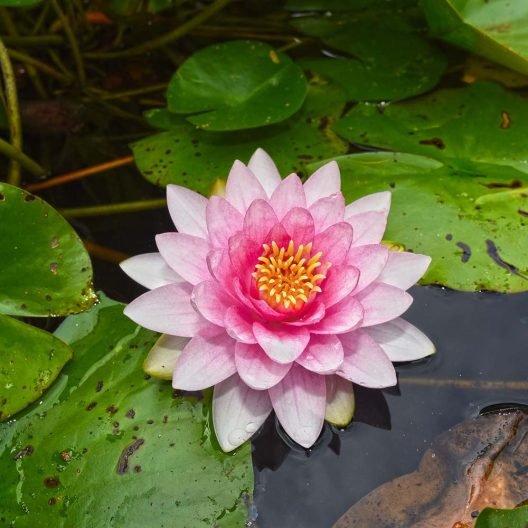 Water Lily