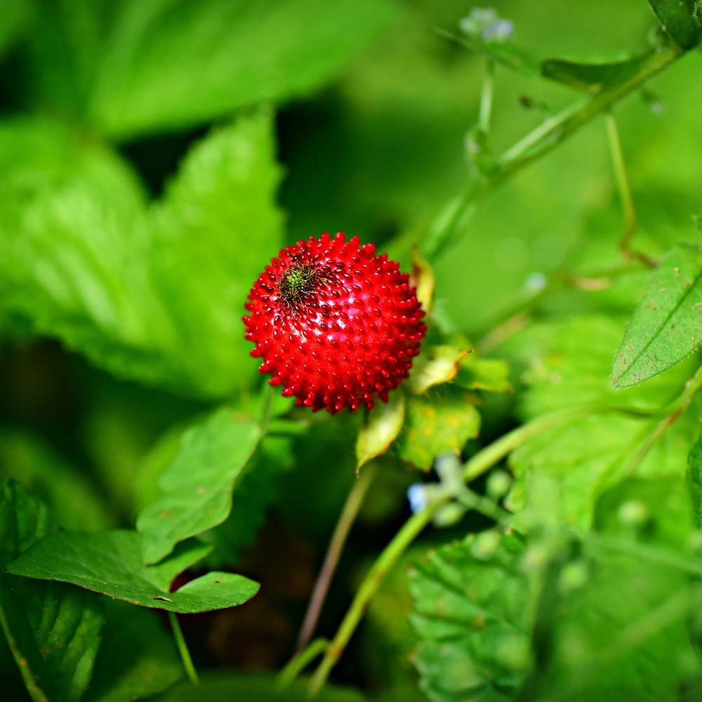 Raspberry - Görsel 3