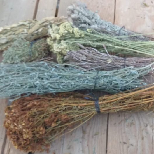 aromatik organik bitkiler