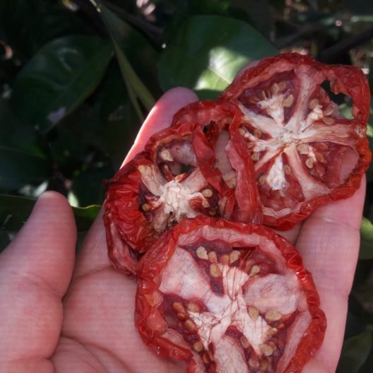 Kuru Patlıcan Biber Domates