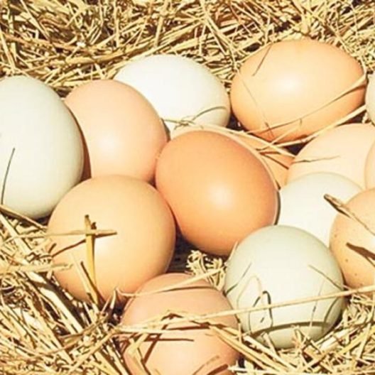 Köy Yumurtası (gezen tavuk) 30 adet