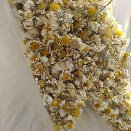 Organik Dağ papatyası buketi