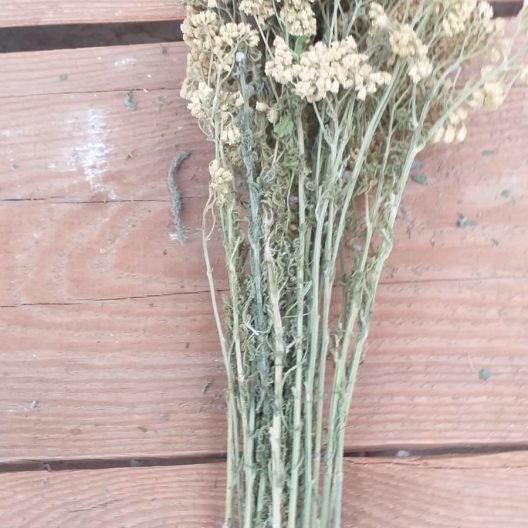 Organik Civan perçimi buketi